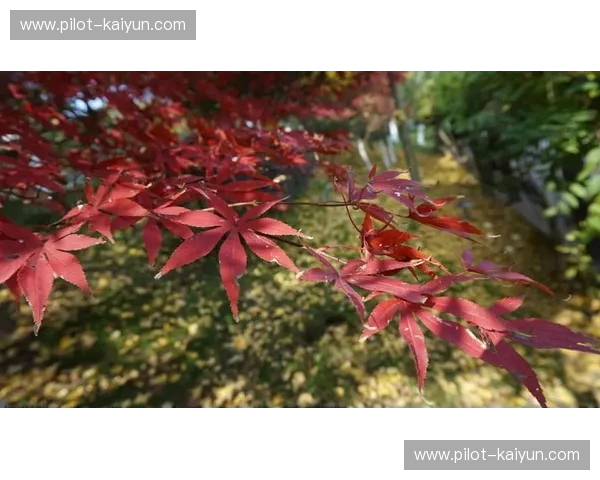 峥嵘岁月，谁主沉浮？——江苏建业与山东鲁能的绿茵史诗